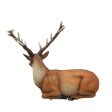 Laying Stag on Sale